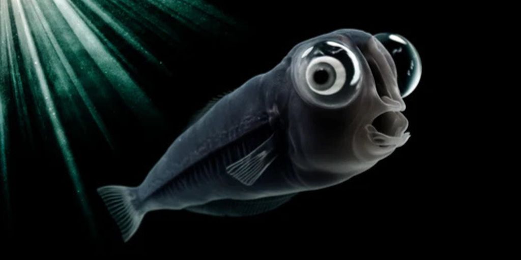 18 Scariest Things in the Ocean You Didn’t Know Existed