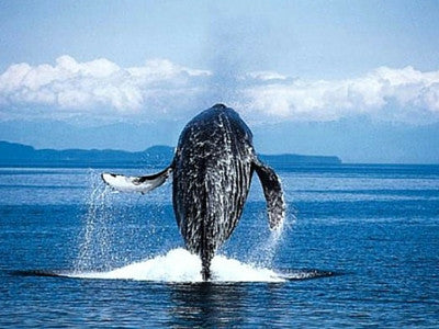 Surfing With Whales