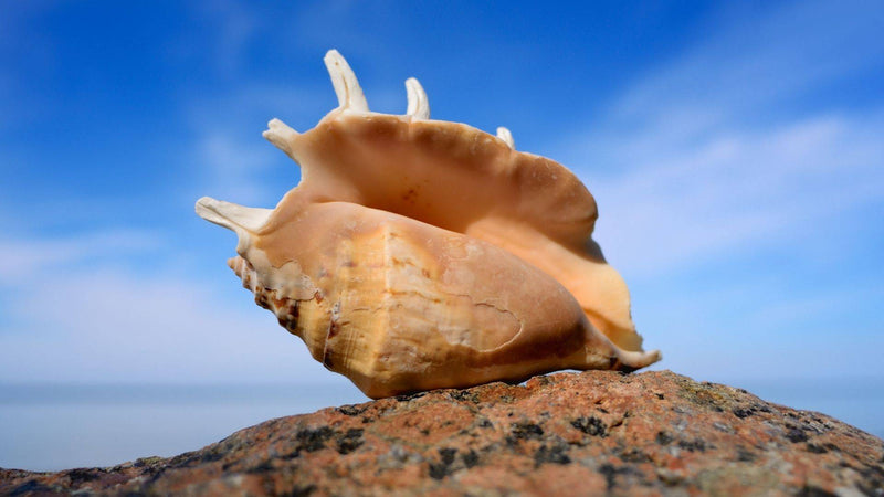 Leave seashells on the seashore or risk damaging ecosystem, says